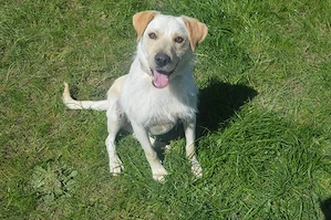 SAM, Labrador Terrier Mix (kastriert) SGB 625,00   