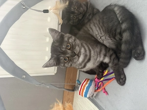 Noch 2 BKH Kitten Mädels 
