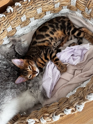 Bengal-Katzen