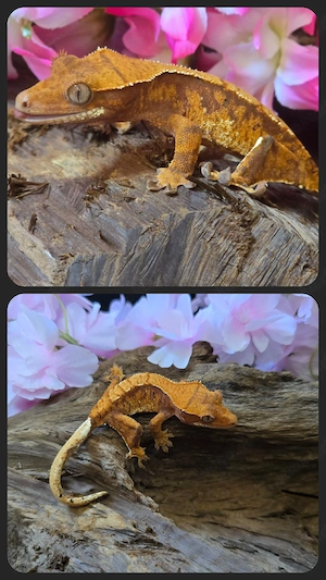 Tangerine Kronengecko pos. Weibchen Bild 2