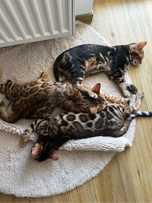 Bengal-Kätzchen zu verkaufen   Golden Rosetted Bild 3