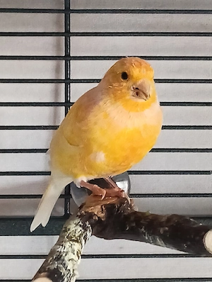 Kanarienvögel 