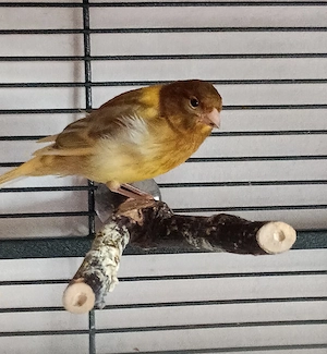 Kanarienvogel
