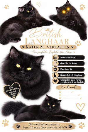britisch Langhaar Kater