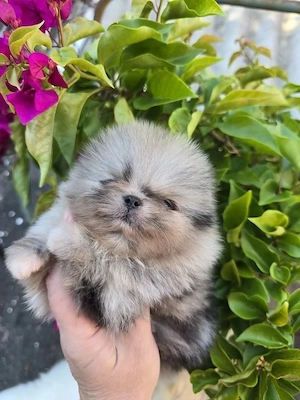 Kostenlos Liebevoller Zwergspitz-Welpe (Pomeranian) sucht sein Zuhause