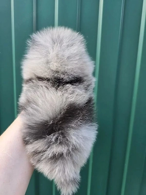 Liebevoller Zwergspitz-Welpe (Pomeranian) "Cody" sucht sein Zuhause