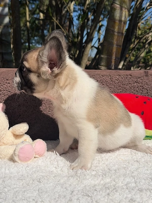 Zwei französische Bulldoggenwelpen suchen ein neues Zuhause.