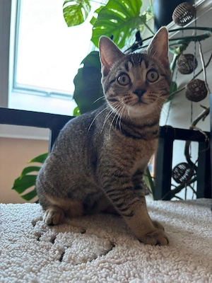 Bengal- BKH  Mix Kitten,Katzenbaby männlich