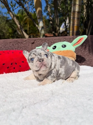 Französische Bulldoggen-Welpen 