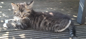 Kleinen Kater abzugeben
