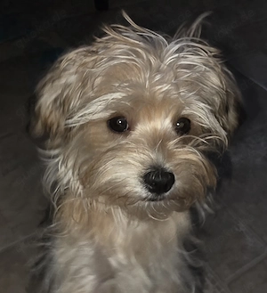  Ein süße Morkie sucht neue Zuhause. 