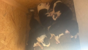 Border Collie Welpen 