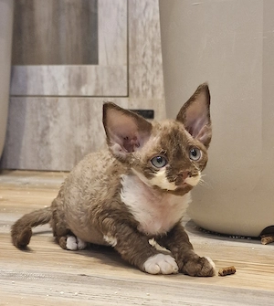 Hübsche Devon Rex Kitten können im Alter von 12 Wochen umziehen 