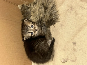 Katzen wegen Allergie Asthma 