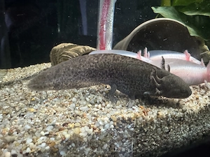 Axolotl Axantic Wildling 