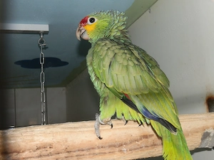 Nestjunge Gelbwangenamazone , Eigene Nachzucht 2026 Bild 3