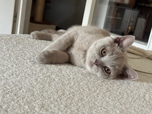 Reinrassiges BKH kitten 