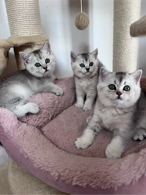 BKH Reinrassige Kitten