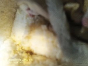 Cremino Nachwuchs Sugar Glider 
