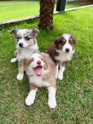 Süße Sheltie-Welpen suchen ein liebevolles Zuhause. 
