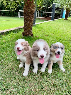 Sheltie-Welpen suchen ein liebevolles Zuhause.