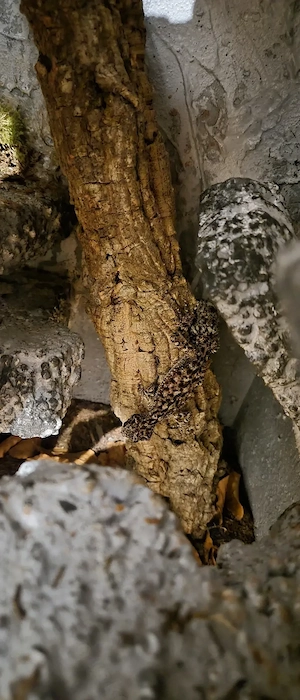 1.1 adultes Phyllurus Amnicola Pärchen CB aus 2023