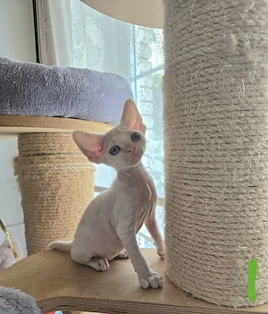 Devon Rex Mädchen