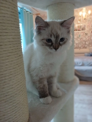 Ragdoll Kitten suchen ihr neues Zuhause   sofort auszugsbereit