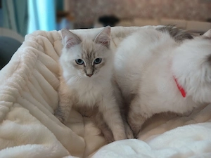 Ragdoll Kitten suchen ihr neues Zuhause   sofort auszugsbereit