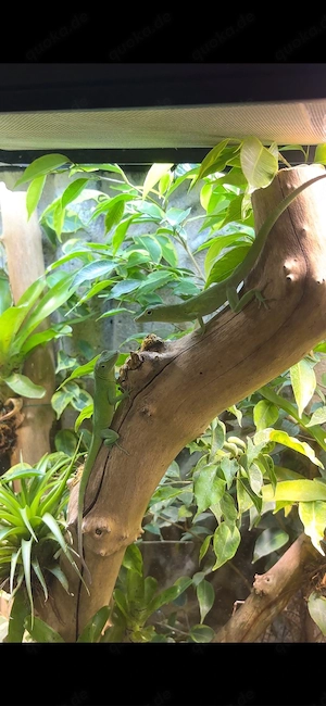 Anolis Garmani Nachzuchten