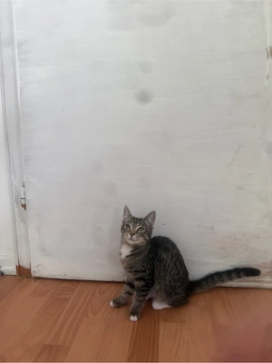 Kitten suchen neues Zuhause :):):)