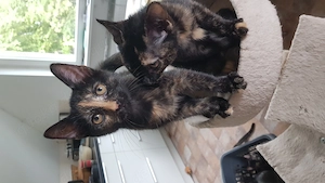 die süßesten Katzenbabys der Welt