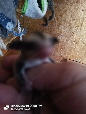 Sugar Glider Nachwuchs Weibchen 