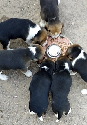 kräftige reinrassige Beagle Welpen suchen ab dem 28.August ein tierliebes neues zu Hause