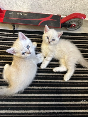 Wunderschöne reinrassige BKH Kitten abzugeben