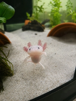axolotl Quartett 