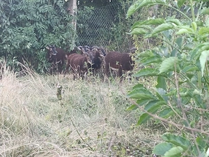 Soay Bocklämmer von 2026