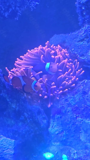 Meerwasser Aquarium Auflösung 