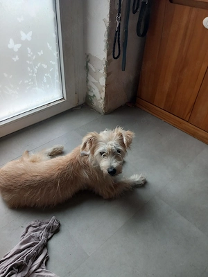 Sanfte Sissy sucht ein liebevolles Zuhause zum Ankommen