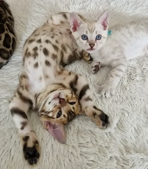 Bengal Kitten aus Traumverpaarung