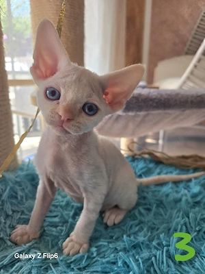 Devon Rex Junge