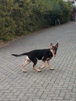 deutscher schäferhund