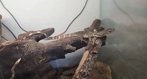 varanus salvator (bindenwaran)