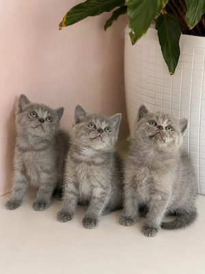 BKH kitten 
