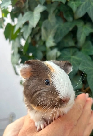 Meerschweinchen Hubert sucht neues zu Hause.