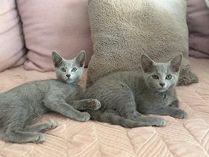 Russisch Blau Kitten Bild 1