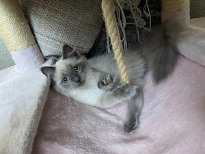 Ragdoll kitten sucht Zuhause 