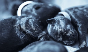 Unsere Kerry Blue Terrier Welpen des B-Wurf sind da