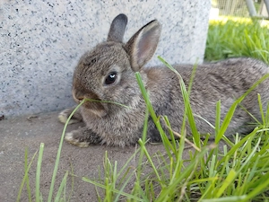 Geimpfte kleinbleibende Farbenzwerg Zwergkaninchen Kaninchen Minizwerge Häsin Rammler Hase Kastrat