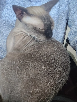 NAMI Cornish-Rex Siam